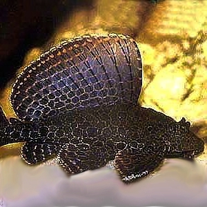 Glyptoper.gibbiceps   Hoogvinpleco M